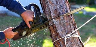 Best Tree Maintenance Programs  in Helmetta, NJ