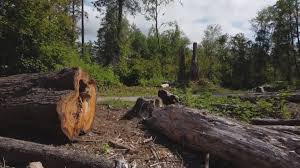 Best Emergency Tree Removal  in Helmetta, NJ