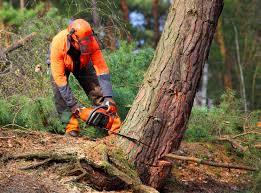  Helmetta, NJ Tree Removal Pros