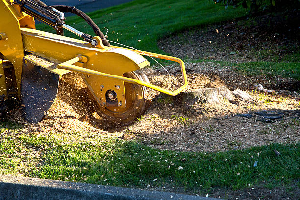 Reliable Helmetta, NJ Tree Removal Solutions
