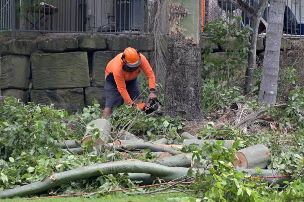 Best Emergency Tree Removal  in Helmetta, NJ