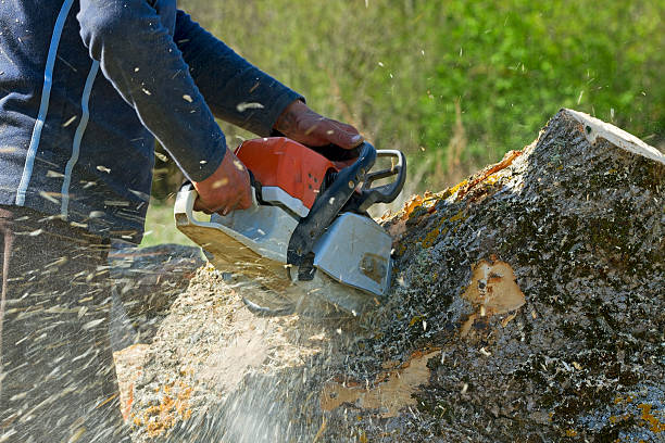 Best Tree and Shrub Care  in Helmetta, NJ