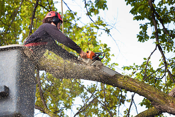 How Our Tree Care Process Works  in  Helmetta, NJ
