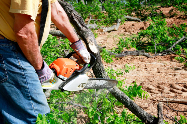 Best Tree Disease Treatment  in Helmetta, NJ