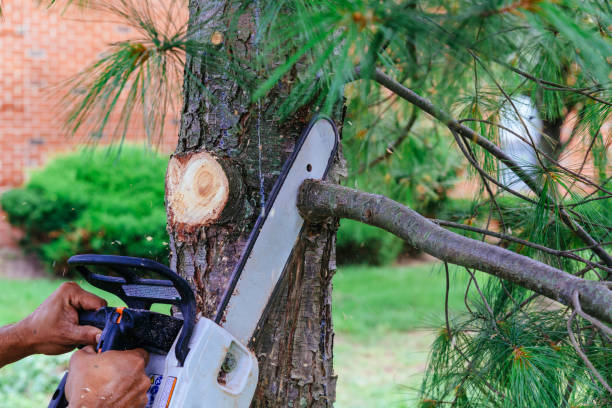 Best Tree Maintenance Programs  in Helmetta, NJ